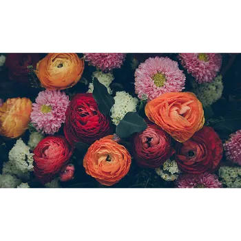 Natural Rose Plant 
